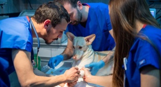 İzmir'de Sahipsiz Sokak Köpekleri İçin Rehabilitasyon Hizmeti Başladı
