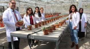 Doku Kültürüyle Mayasıl Bitkisi Ürettiler