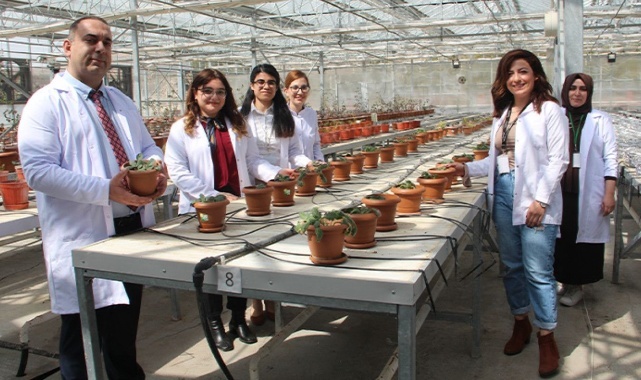 Doku Kültürüyle Mayasıl Bitkisi Ürettiler