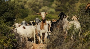 İzmir’in Çoban Haritası Çıkarıldı