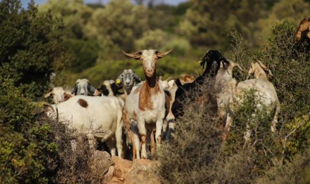 İzmir’in Çoban Haritası Çıkarıldı