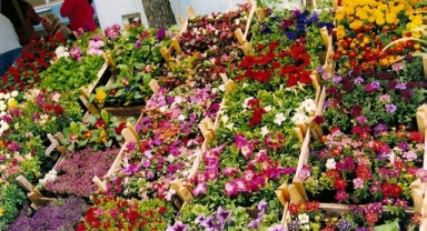 Bayındır 23. Uluslararası Çiçek Festivali Başlıyor