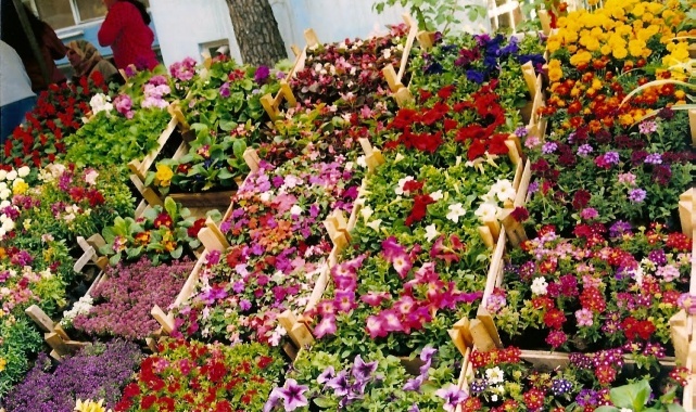 Bayındır 23. Uluslararası Çiçek Festivali Başlıyor