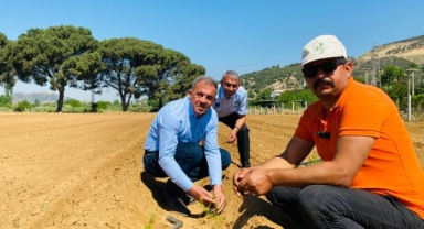 Beydağ’da İlk Kez Kuşkonmaz Üretimine Başlandı