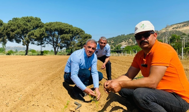 Beydağ’da İlk Kez Kuşkonmaz Üretimine Başlandı