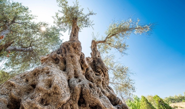 Fuar İzmir’de Zeytinyağı Müzayedesi Yapılacak