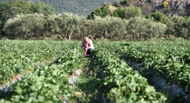 İzmir Çilek Festivali'nde Buluşacak
