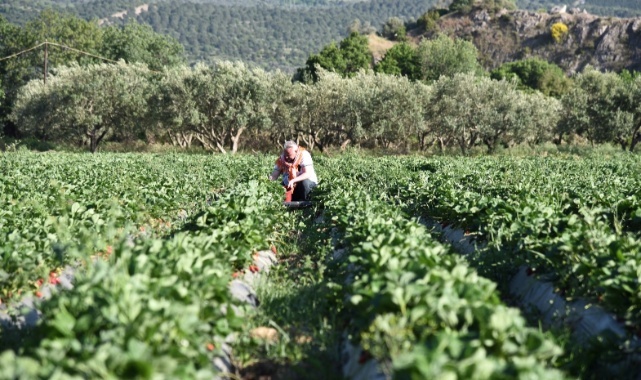 İzmir Çilek Festivali&#039;nde Buluşacak