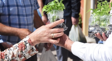 Kemalpaşa Belediyesi 50 Bin Fide Dağıttı