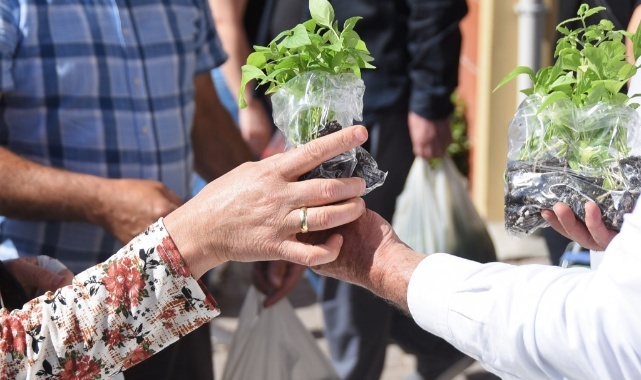 Kemalpaşa Belediyesi 50 Bin Fide Dağıttı