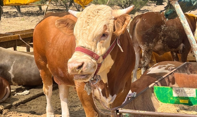 Aliağa’da Kurbanlıklar Alıcılarını Bekliyor