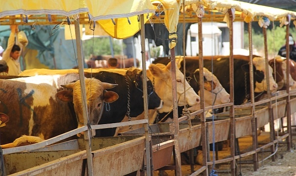 Bin 200 Kiloluk Sığır 75 Bin TL