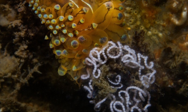 İzmir Körfezi’nde Bir İlk