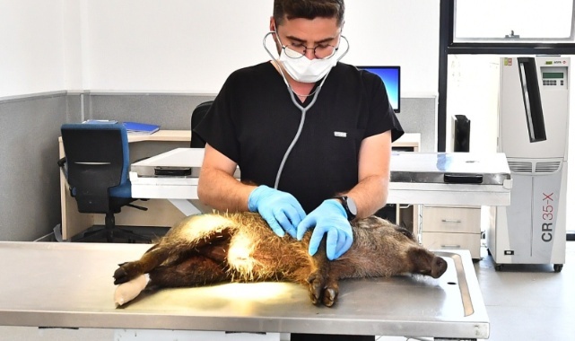 Yaralı Yavru Domuz Tedavi Altında