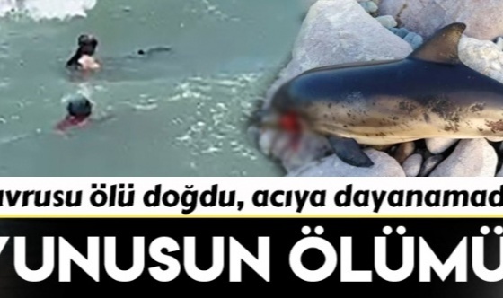İzmir'de Yavrusu Ölü Doğan Yunus Kendini Karaya Vurdu