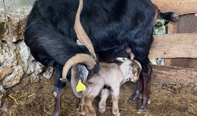 Kurbanlık Aldıkları Keçi Doğum Yapınca Kesmekten Vazgeçti