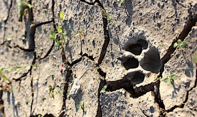 Türkiye’de Su Krizi Derinleşiyor