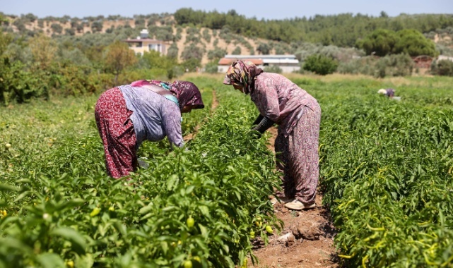 Buca’da Üreticinin İlk Hasat Coşkusu