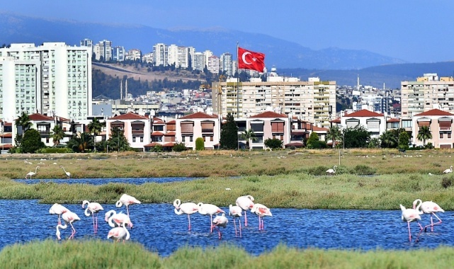 Flamingolar İzmirlileri büyülüyor