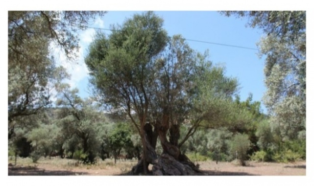 Danıştay Zeytinlikleri Madenciliğe Açan Yönetmeliğin Yürütmesini Durdurdu