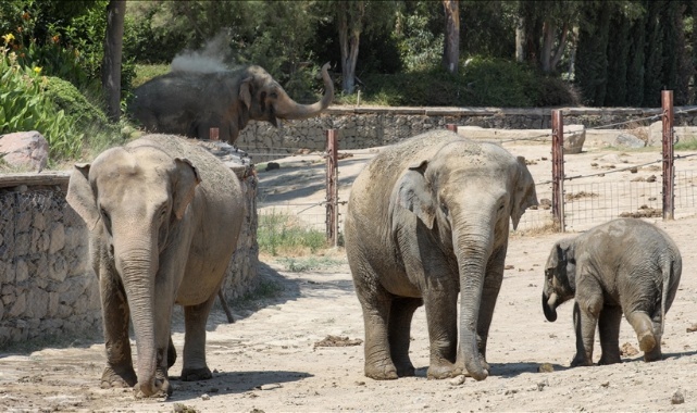Türkiye’nin ilk fil ailesine İzmir Doğal Yaşam Parkı’nda özenle bakılıyor