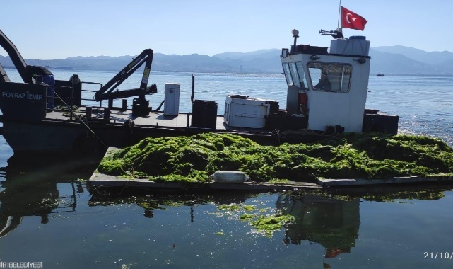 Körfez’de oluşan deniz marulları temizleniyor