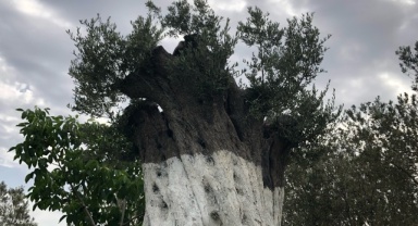 İda Sergimize Bekliyoruz