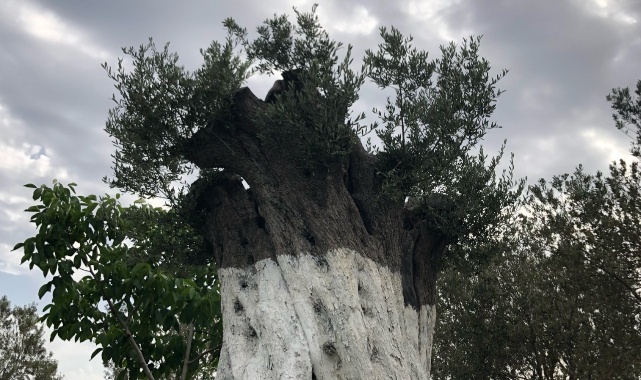 İda Sergimize Bekliyoruz