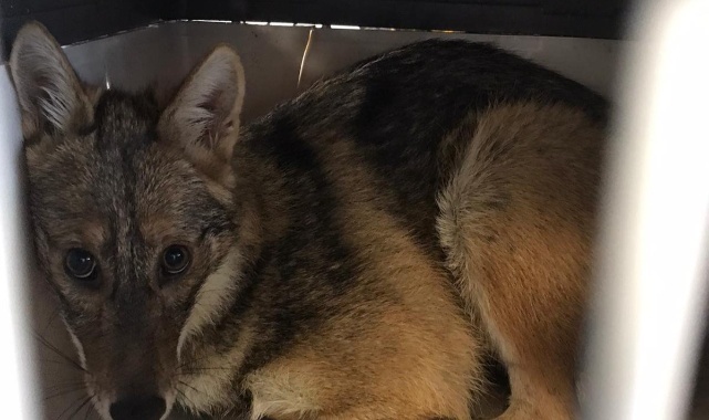 Kaza Geçiren Çakal Ameliyat Edildi