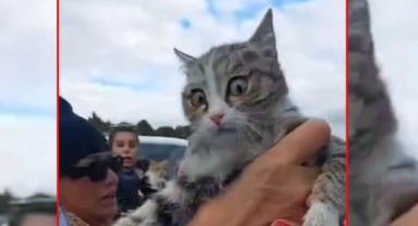 Konya'da tıbbi atık poşetinden kurtarılan kedi hayatını kaybetti