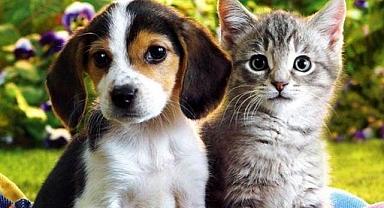 Evcil hayvanı olanlar dikkat!