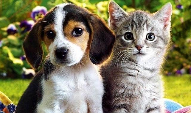 Evcil hayvanı olanlar dikkat!