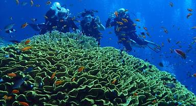 Foça Dalış Merkezi'nin yıldızlı dalgıçları mısır sularında