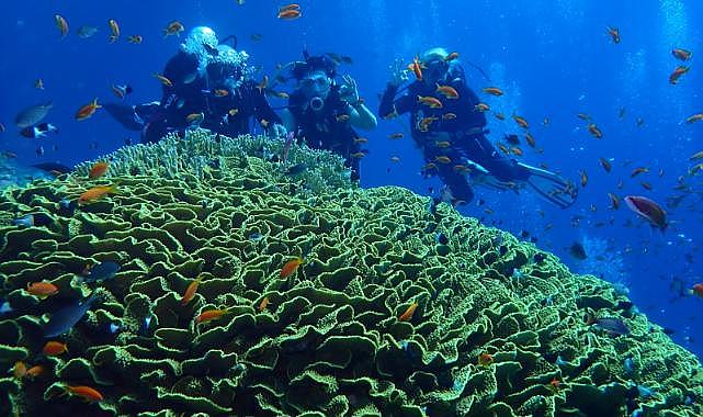 Foça Dalış Merkezi&#039;nin yıldızlı dalgıçları mısır sularında