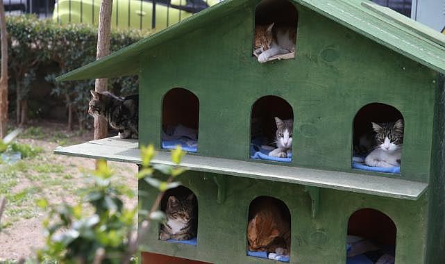 Karşıyaka&#039;da günde 150 can dosta şifa