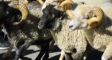 Küçük aile işletmeleri desteklenecek