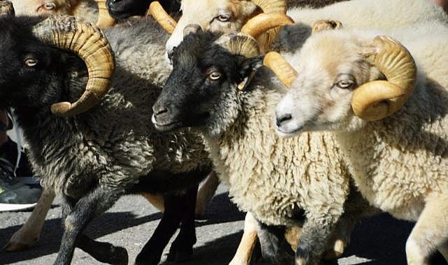 Küçük aile işletmeleri desteklenecek