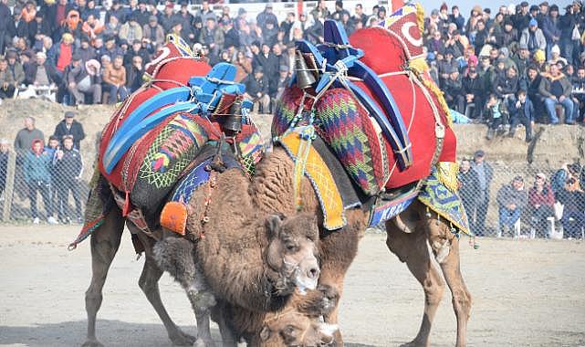 Bergama Deve Güreşleri için geri sayım başladı