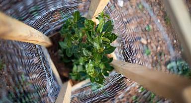 Bir Fidan Bir Dünya ile ağaçlandırma çalışmaları başlıyor