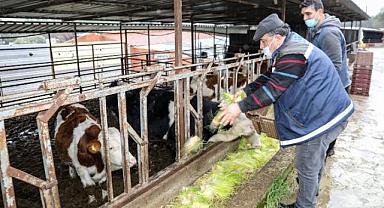 Buca Belediyesi hasıl yem üretiminde kapasiteyi günde 5 tona çıkarttı