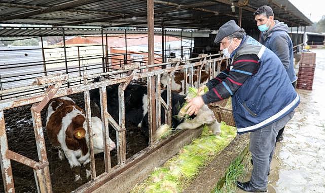 Buca Belediyesi hasıl yem üretiminde kapasiteyi günde 5 tona çıkarttı