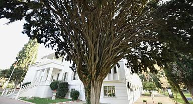 EÜ Kampüsünün sessiz tanıkları: Anıt Ağaçlar