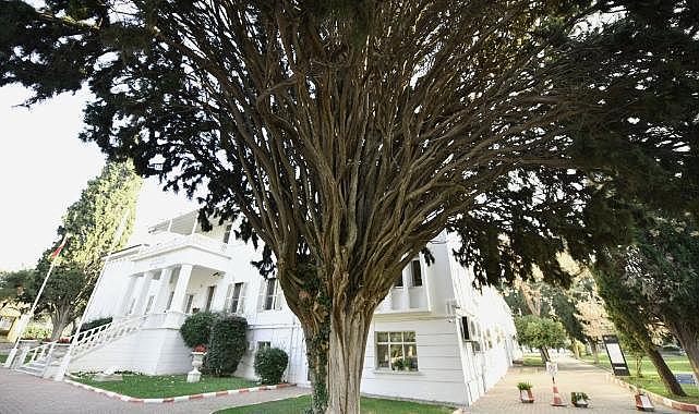 EÜ Kampüsünün sessiz tanıkları: Anıt Ağaçlar