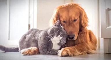 Hayvan sahiplenirken hassas, sahiplendirirken ise seçici olunmalı!