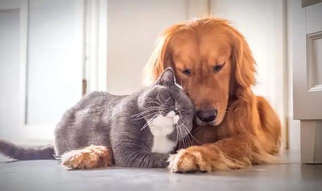 Hayvan sahiplenirken hassas, sahiplendirirken ise seçici olunmalı!