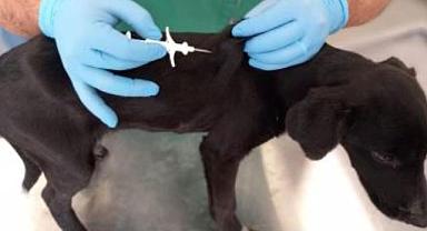 İzmir'de 32 bin sokak köpeğine mikroçip takıldı