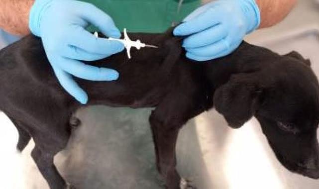 İzmir&#039;de 32 bin sokak köpeğine mikroçip takıldı