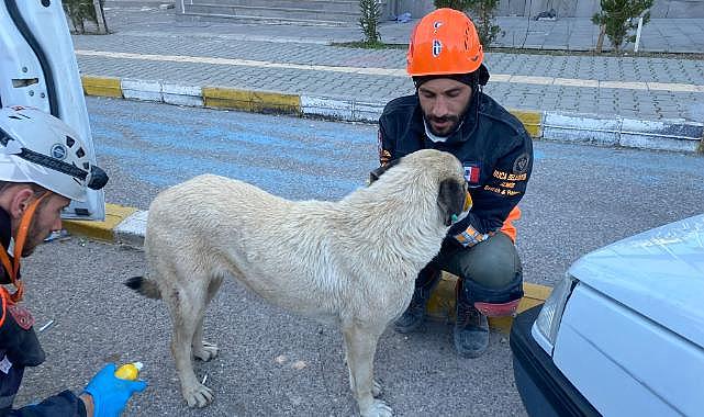 Buca Belediyesi veterinerleri deprem bölgesinde