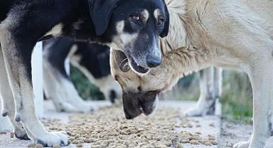 Çeşme soğuk havalarda sokak hayvanlarını unutmuyor