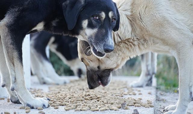 Çeşme soğuk havalarda sokak hayvanlarını unutmuyor